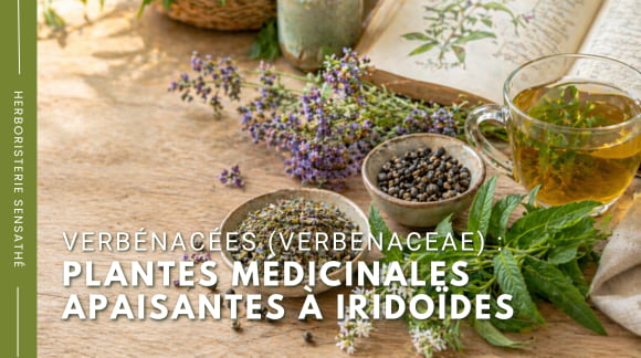 Verbénacées (Verbenaceae)  plantes médicinales apaisantes à iridoïdes - Herboristerie Sensathé